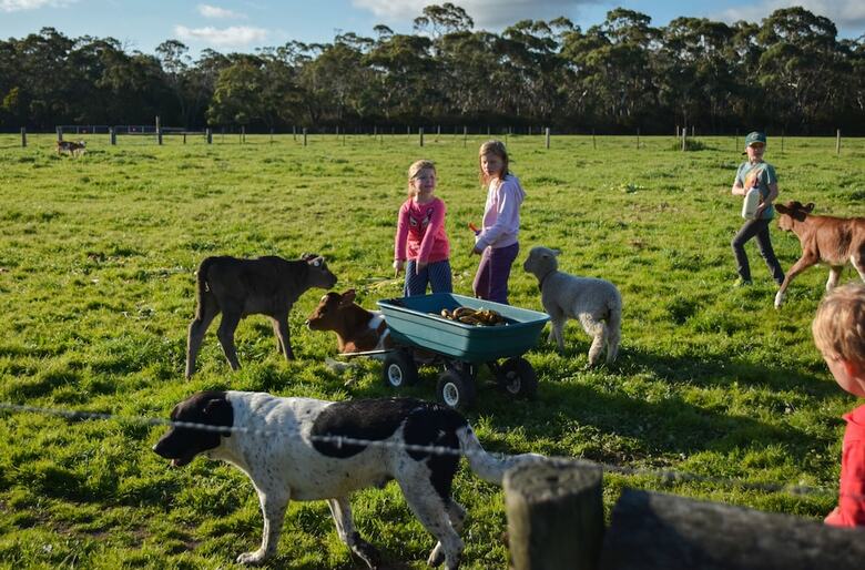 Freshwater Creek Cottages And Farm Stay