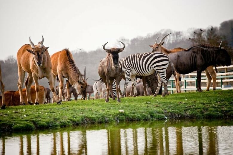 Port Lympne Reserve - Livingstone Lodge