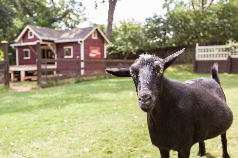The Social Goat Bed And Breakfast