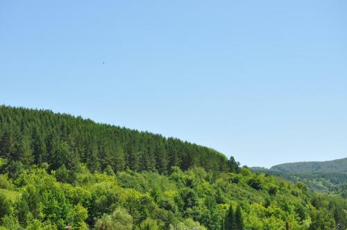 Hostal Guest House Yablonevyy Tsvet