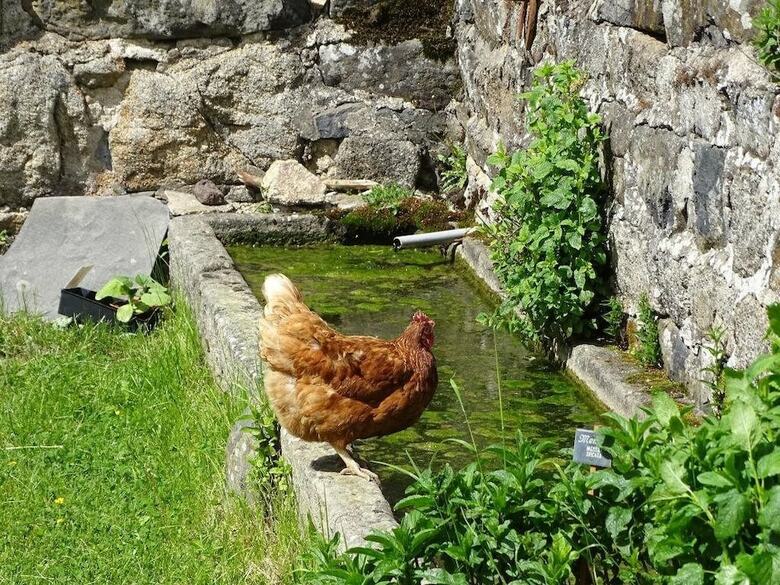Bed & Breakfast La Ferme De Madelonnet