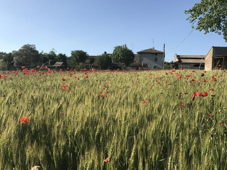 Bed & Breakfast Tra I Campi Di Papaveri