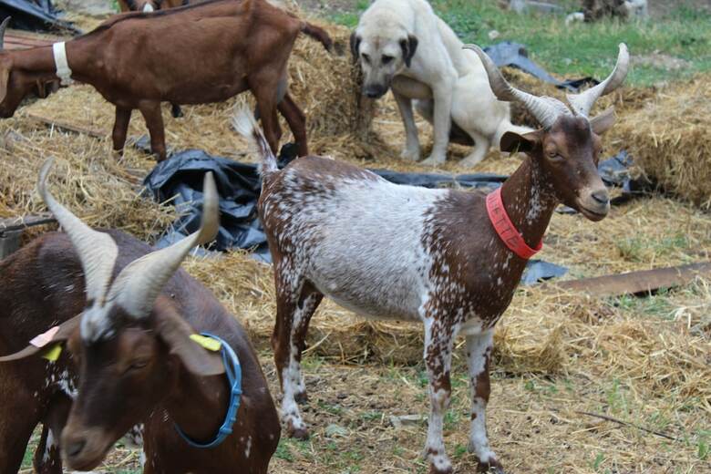 Les Gites De La Ferme