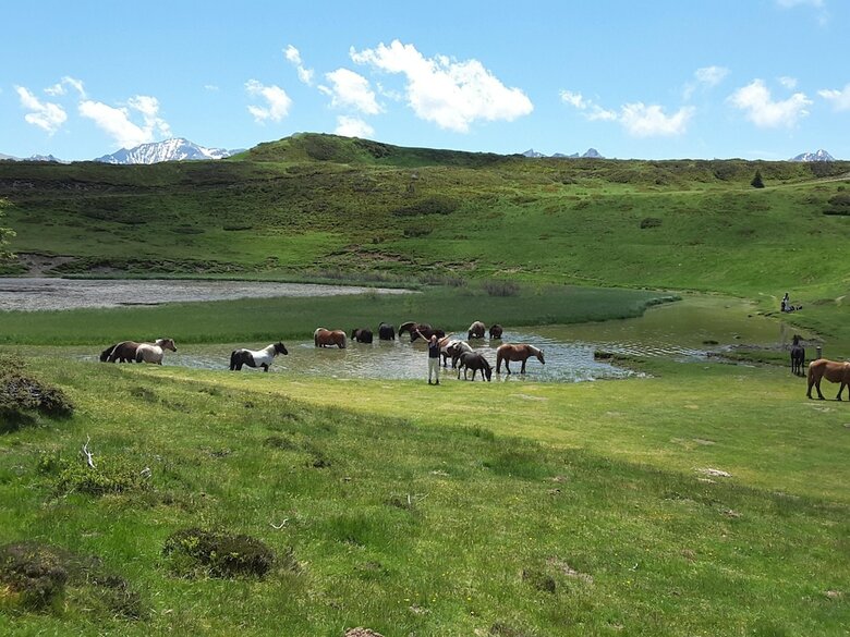 Bed & Breakfast Les Hauts de Hurlevents - Le Buffalo