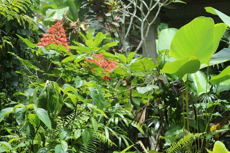 Hotel Karang Mesari Ubud Guest House
