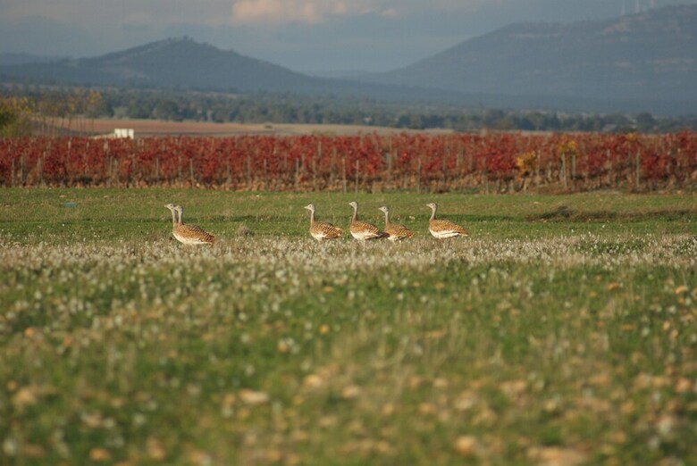 Agroturismo Finca El Romeral