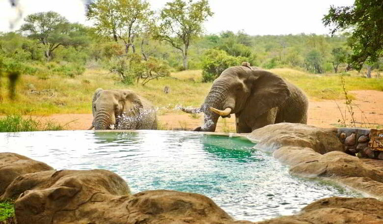Hotel Motswari Private Game Reserve - Timbavati