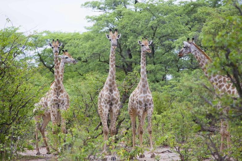 Hotel Victoria Falls Safari Lodge