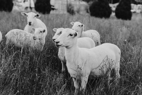 The Perch
