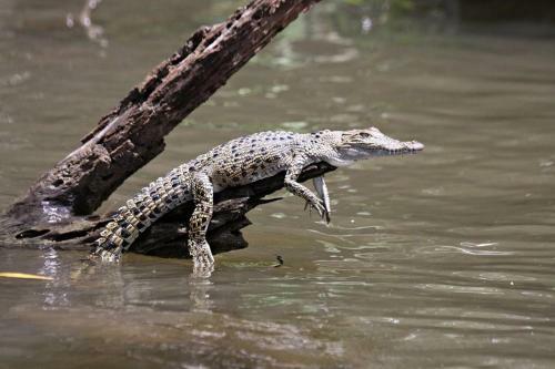 Turtle Reef Bed & Breakfast Cairns
