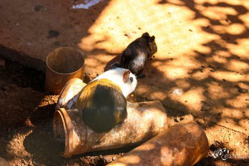 Agroturismo Pousada E Restaurante Vict�rios
