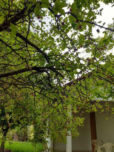 Hostal Su�te Da Floresta