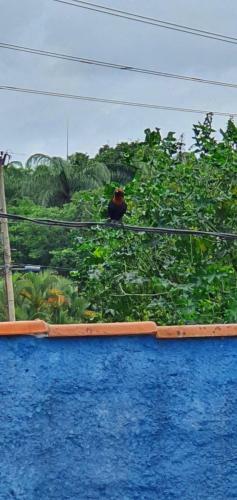 Hostal Sitio Vilela - Inhotim Hospedagem E Translado