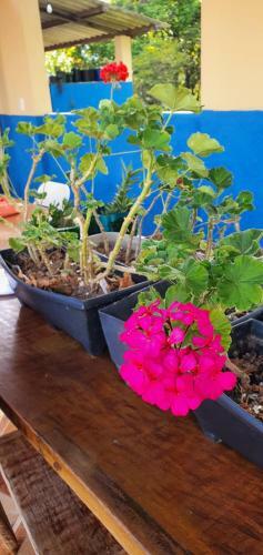 Hostal Sitio Vilela - Inhotim Hospedagem E Translado