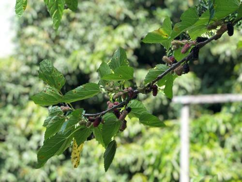 Casa P� De Amora