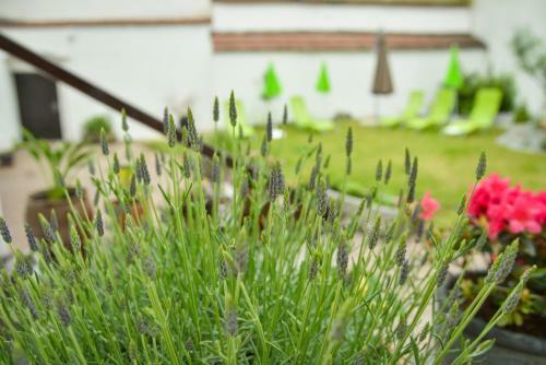 Hostal Penzion U Zlat� Stoky