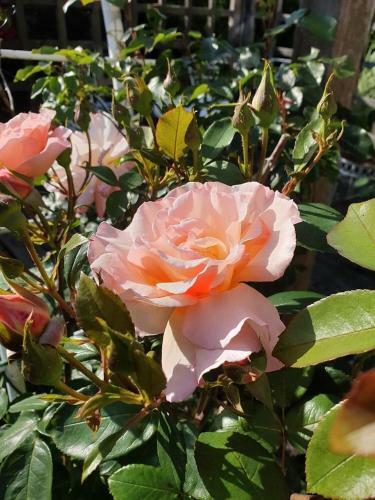 Apartamento Rose Garden