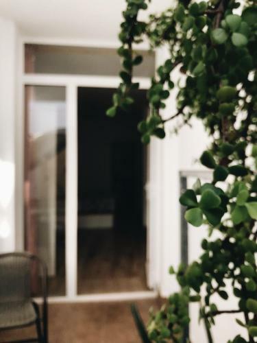 Apartamentos �lite Frida Kahlo