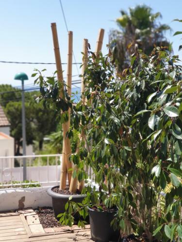 Bed & Breakfast Casa Mimi