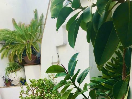 Apartamento Casa La Fuente C Casas Vejer Debra