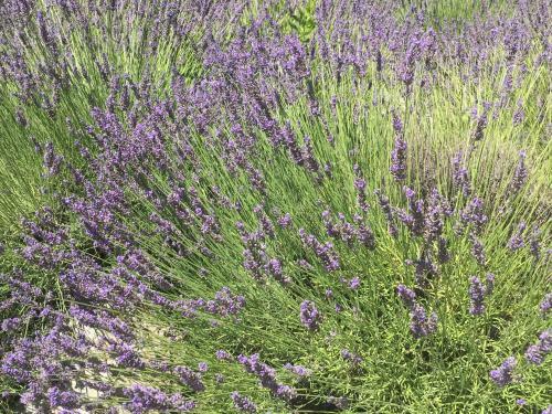 Cosy Villa In Montbrun-des-corbieres With Jacuzzi