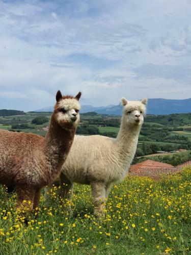 Bed & Breakfast Alpagas Du Domaine Mael