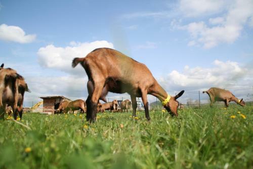 Agroturismo Chevrerie Des Oliviers