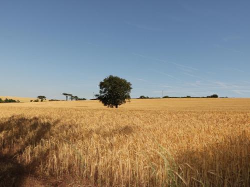 Meadowlea Cottage