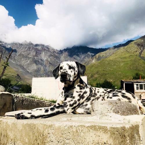 Bed & Breakfast Vache Hotel