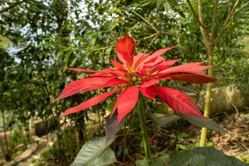Rancho Fortaleza Atitl�n