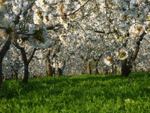 Agroturismo Il Giardino Dei Ciliegi - Turi
