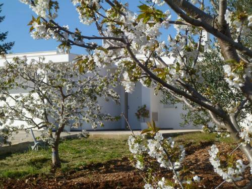 Agroturismo Il Giardino Dei Ciliegi - Turi