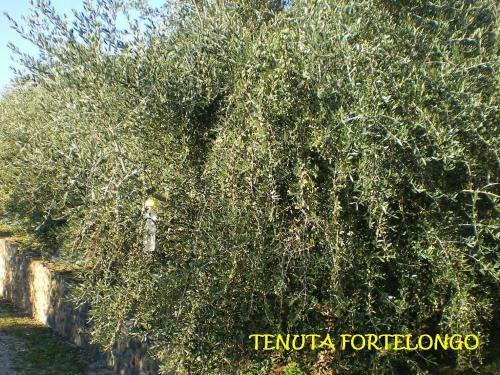 Agroturismo Tenuta Fortelongo