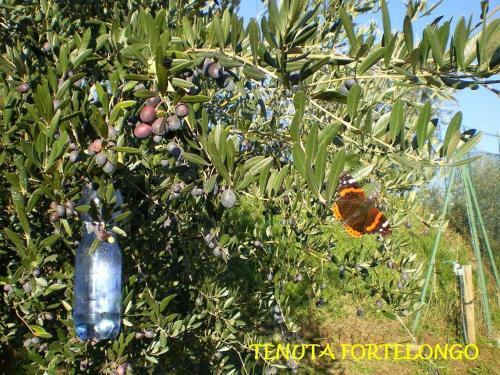 Agroturismo Tenuta Fortelongo