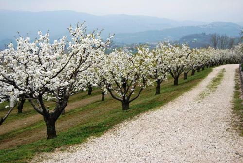 Agroturismo Tenuta Fortelongo