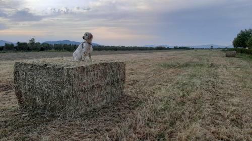 Agroturismo Corte Degli Angeli