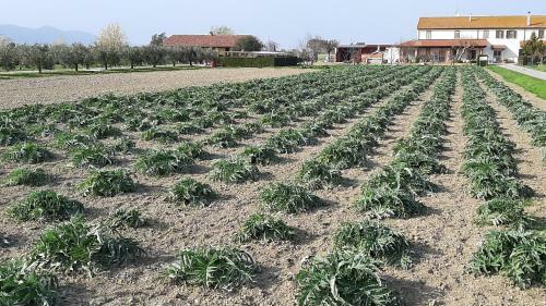 Agroturismo Corte Degli Angeli