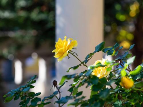 Appealing Holiday Home In Sanremo With Garden