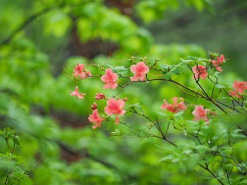 Nasu-gun - House / Vacation Stay 6287