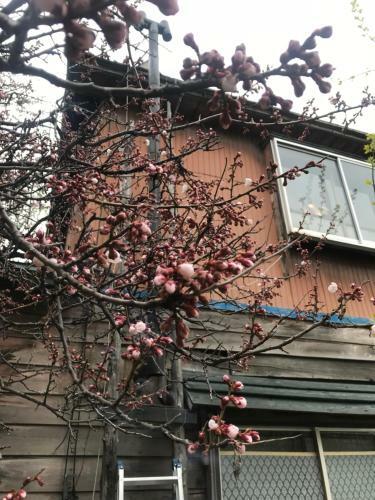 Hostal Shabby House