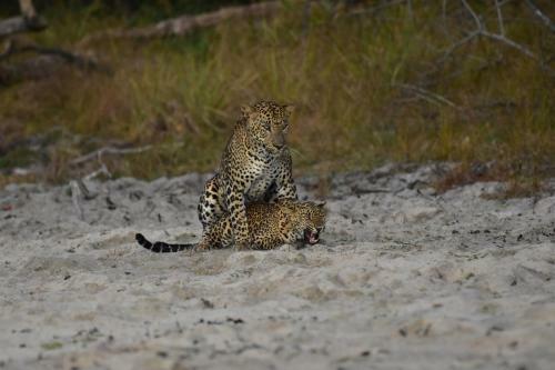 Glamping Wilpattu By Thamaravila