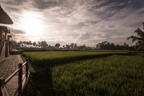 Manyi Village Ubud