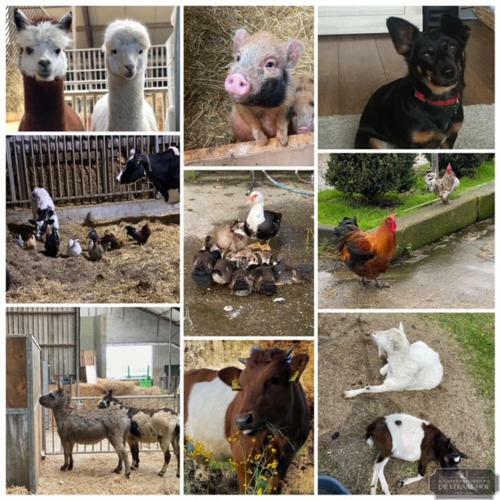 Bed & Breakfast Herberg Boerderij de Straat-hof