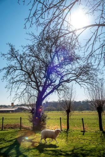 Dream-house Esveld