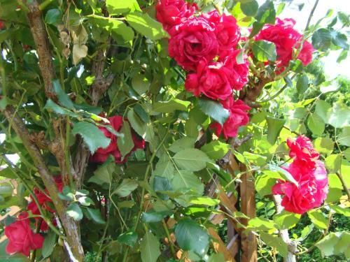 Eman Apartmanh�z