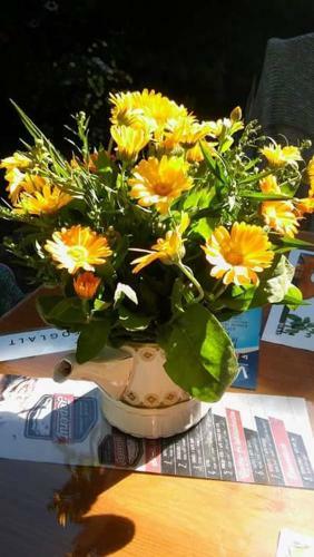 Bed & Breakfast F�nagy �s Walter Vend�g- �s Borh�z