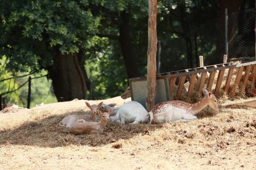 Hotel Nemesis