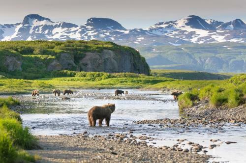 Sockeye Salmon - Kenai Kuik Cabins - River Access Cabin