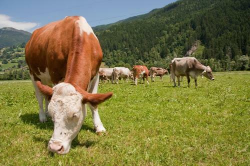 Bed & Breakfast Martlerhof
