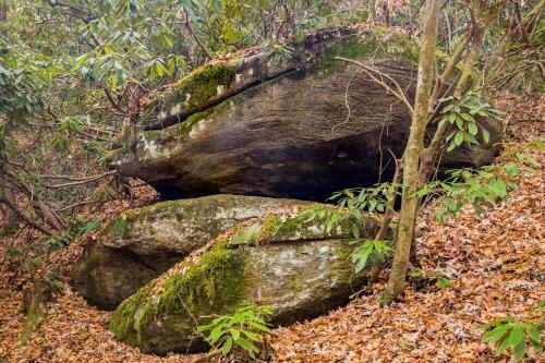 Fox Den - Lush Forest Retreat - Patio & Trails Home